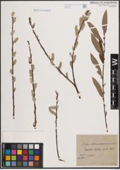 Foto von Salix atrocinerea Brot. x Salix viminalis L.